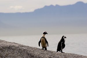 African Penguins  Boulders Beach Cape Province